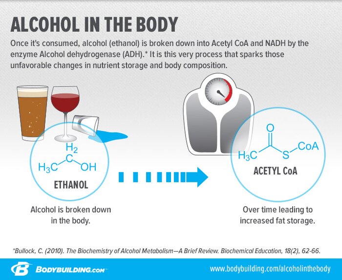 Alcohol in the Body infographic